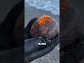 rare glowing stone found on the beach ‼️