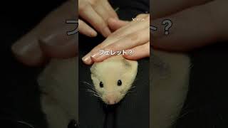 無心で撫でられるハムスター#キンクマハムスター #キンクマ #ハムスター #ハムスターのいる生活 #hamster #shorts #cute #Pet #可愛いペット