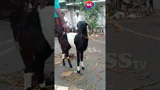 சந்தையில் அழகான கருப்பு \u0026 வெள்ளை ஆடு #goatmarket #goatsales #goatfarm #SSTV #tamilvlog #trendingnow