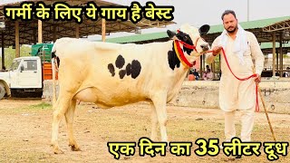 15 से 35 लीटर दूध वाली गाय बिकाऊ। 15 to 35 Ltr milking capacity cows for sale in Mandi Dabwali