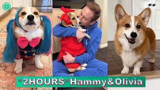 *2 HOURS* Hammy \u0026 Olivia Corgi New TikTok Videos 2024 |Hammy and Olivia TikTok Compilation