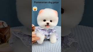 Pomeranian dog price 2024😱🤑🤑 #dog #shorts #rajesh5g