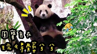 圓寶坐在樹上翻來翻去，掛在樹上自己玩|熊貓貓熊The Giant Panda Yuan Yuan and Yuan Bao|台北市立動物園