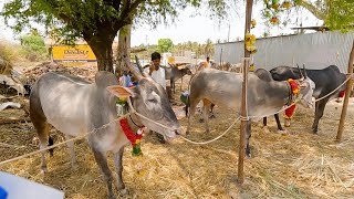 ಬಡವನ ಹಳ್ಳಿ ದನಗಳ ಜಾತ್ರೆಯ ಕೊನೆಯ ವಿಡಿಯೋ ನೋಡಿ ಬಿಡಿ