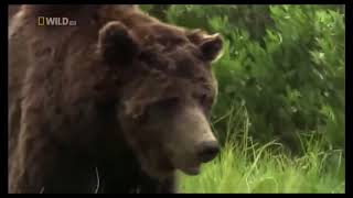 Epic Documentaries | National geographic - Wolves vs Grizzly Bears | Must Watch!!