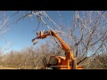 mechanical pruning of pecan nut trees