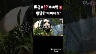 갑작스런 후이의 급발진💥아이바오는 급황당한데..😨 #panda #루이바오 #후이바오 #아이바오 #cute #판다월드 #fubao