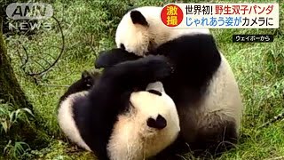 世界初！野生双子パンダ　じゃれあう姿がカメラに(19/12/17)