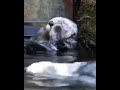 an otter massaging his face