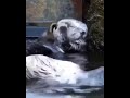 an otter massaging his face