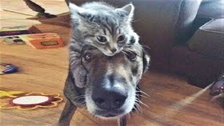 Funny animals - Funny cats / dogs - Funny animal videos / Best videos of October 2022