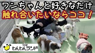 【つくばわんわんランド】大型犬から小型犬！時間無制限でのワンちゃんとの触れ合いが幸せ過ぎる