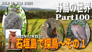 野鳥の世界　Part100　石垣島で探鳥～その1