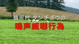 鶴居村『タンチョウの鳴声威嚇行為』