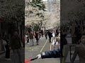 桜　サクラ　満開時　東京駅　tokyo sakura