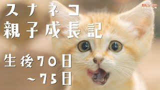 スナネコ親子成長記 生後70日~75日 / Sand cats - 70 to 75 Days After the Birth -