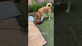 ゆずちゃんスラムダンクだワン　柴犬ミックス犬 #柴犬 #雑種犬