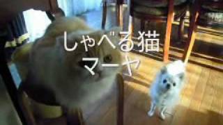 しゃべる猫マーヤ（つい本音をつぶやいてしまった）