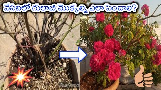 How to Grow Rose plant in Summer Season# గులాబీ మొక్కని ఎలా పెంచాలో ఈ వీడియోలో చూడండి# Gulabi mokka