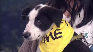Pet Adoption Wednesday Caring Hands Humane Society
