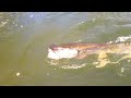 ferrage en direct peche brochet d 1m au leurre souple no kill en kayak abaco rtm