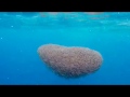 Sharks in a bait ball - Azura Benguerra Island