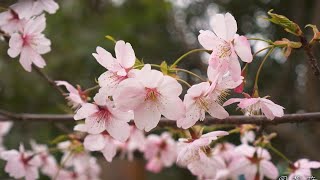 园长介绍早春开花木本植物【小时间，大园艺】