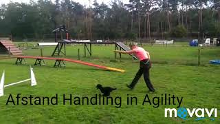 Agility distant Handling small Poodle 😁🐩Mexx