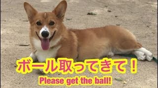 【コーギー ボール遊び】ボールとって来い！なめられてるのか飼い主！　こぎちゅーばーコナン　CONAN's HAPPY DAYs