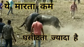 पाड़ा की लड़ाई, bhainsa ki ladai, pada ki ladai ujjain