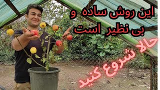 تکثیر و پرورش درخت سیب را به این ترتیب آغاز کنید به زودی از نتیجه لذت می‌برید 🍎