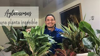 Aglaonemas unas plantas sorprendentes.🌱🪄 aprenderás mucho en este video.🧐📚😍