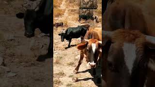 مزرعه ابقار cow farm    #animals #music #cows #ابقار