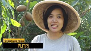 Agrowisata Buah Langka Sedayu (Feature - Galeri Sehat eps. 2)