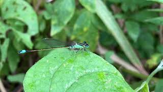 アオモンイトトンボ　Ischnura senegalensis　青紋糸蜻蛉　沖縄の昆虫　トンボ