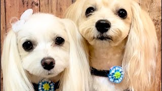 【マルプー！マルチーズ】ルーサー🐶🐶お家で過ごし隊