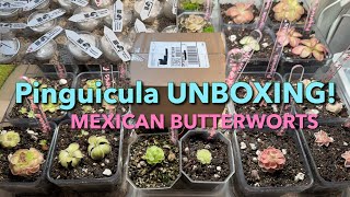 Unboxing HUGE Pinguicula Package from Rainbow Carnivorous Plants! - Mexican Butterworts