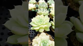 #062【多肉植物】白く輝くその正体は!?どうしたらいいの？#shorts #エケベリア #ガーデニング #多肉植物