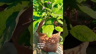 বেগুন গাছের পরিচর্যা // How to grow \u0026 care brinjal plant in pot at home  #brinjal