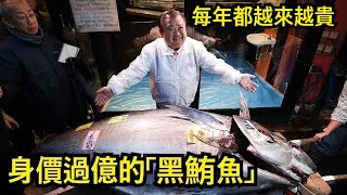 從「下等魚」變成身價過億黑鮪魚，日本東京築地魚市場拍賣藍鰭金槍魚，價格屢創新高！