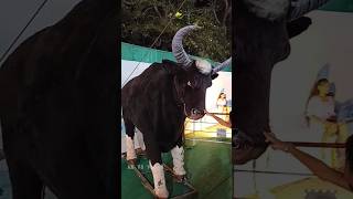 காட்டு எருமை அசையும் சிலை || Gaur Moving Statue #shorts #trendingshorts  #youtubeshorts #AK_VS_Vlogs