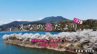 恵那峡の桜、満開です 2020年4月6日