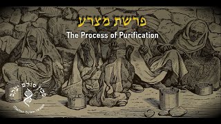 Parashat Tazria- Metsora: The Process of Purification