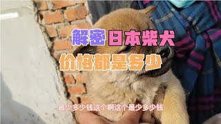 解密宠物市场柴犬价格都是多少，800的丑1800的又有点贵。