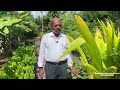 types of coconut tree in greenland nursery தென்னை மரத்தின் வகைகள்