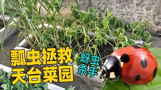 菜园遭虫害，瓢虫来帮忙