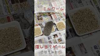 【ハリネズミ】きなこにミルワーム当てゲームさせてみた#short #癒し #hedgehog