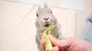 うさぎさんとポッキーゲームみたいなことしたら丸々1本あったセロリがものの数分でこうなった