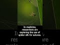 Amazing Spider silk Facts!