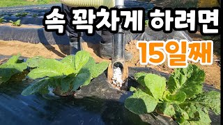 속이 꽉찬 김장배추는 정식 15일째 이것 꼭해야 1차 추비 주는 시기